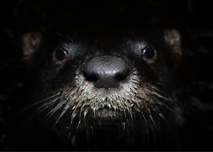 Otter Greeting Card featuring the photograph Portrait of a River Otter by Mark Andrew Thomas