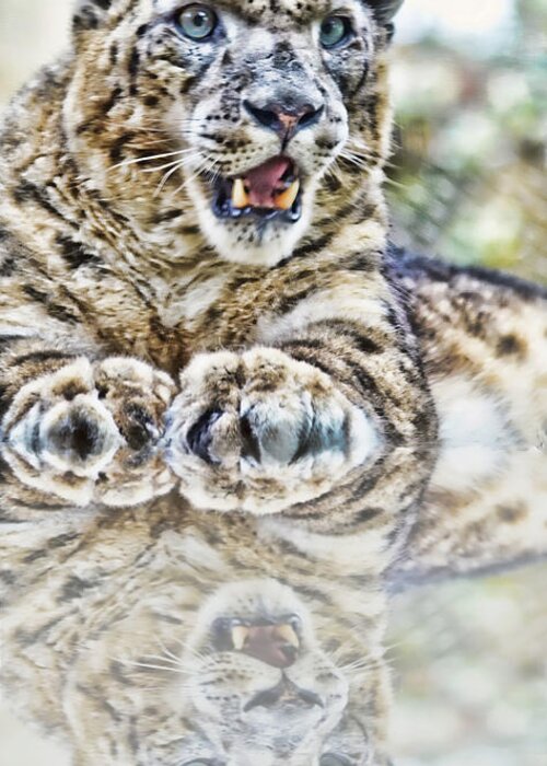 Snow Leopard Greeting Card featuring the photograph Portrait of a Snow Leopard with a Reflection by Jim Fitzpatrick