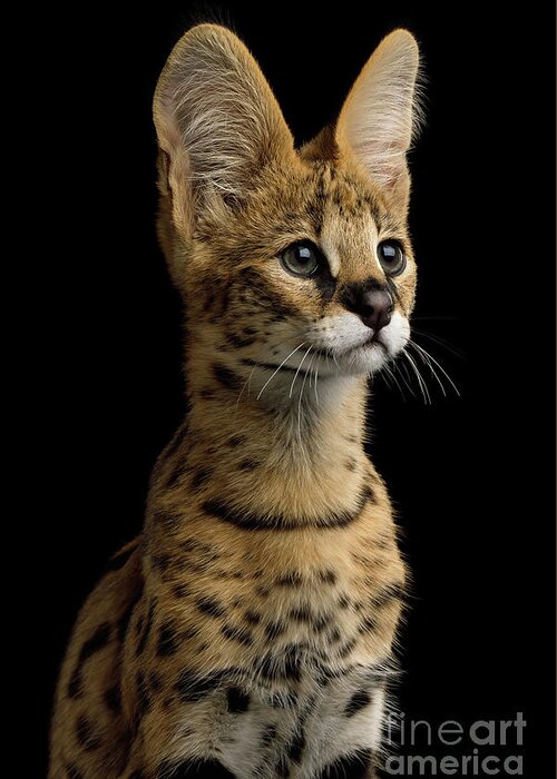 Portrait Greeting Card featuring the photograph Portrait of serval by Sergey Taran