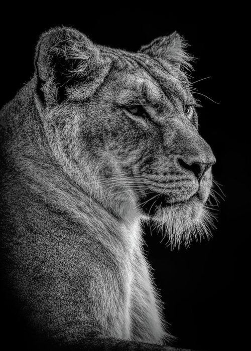 Portrait Greeting Card featuring the digital art Portrait powerful lioness in black and white by Marjolein Van Middelkoop