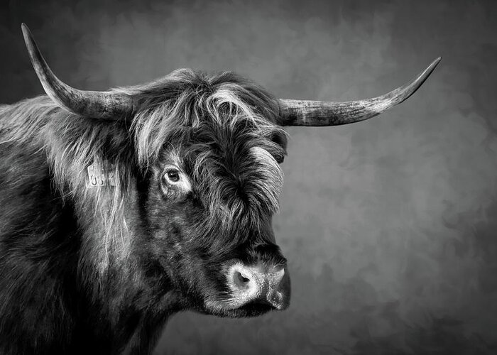 Portrait Greeting Card featuring the digital art Portrait scottish highlander cow in black and white by Marjolein Van Middelkoop