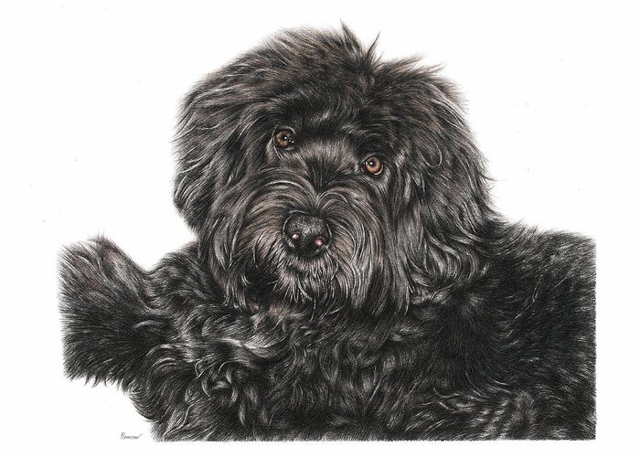 Portuguese Water Dog Greeting Card featuring the drawing Portuguese Water Dog Toby by Casey 'Remrov' Vormer