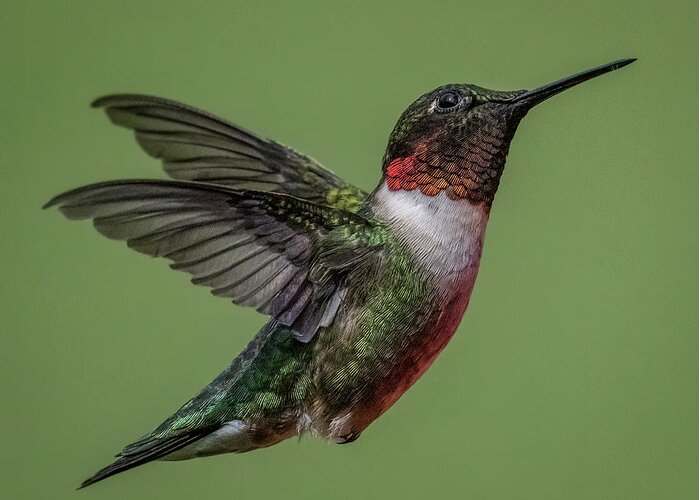 Hummingbird Greeting Card featuring the photograph Posing by Brian Shoemaker