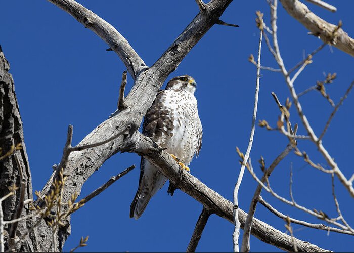 Wildlife Greeting Card featuring the photograph Prairie Falcon Keeps Watch From on High by Tony Hake