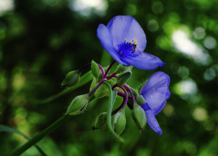 Wild Iris Greeting Card featuring the photograph Prairie Spiderwort at desert preserve near Spring Green WI by Peter Herman