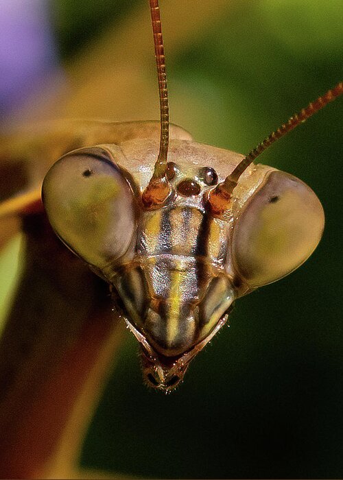 Praying Mantis Greeting Card featuring the photograph Praying Mantis Face  by William Jobes