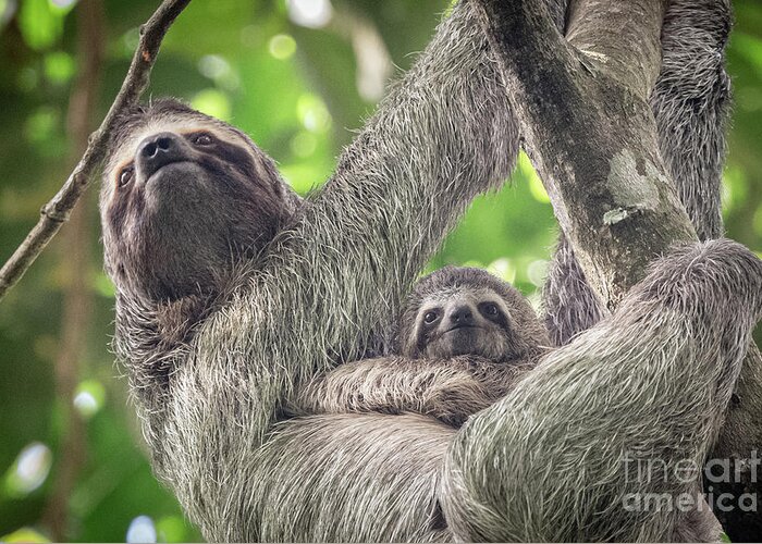 Babies Greeting Card featuring the photograph Precious Cargo by John Hartung  ArtThatSmiles com