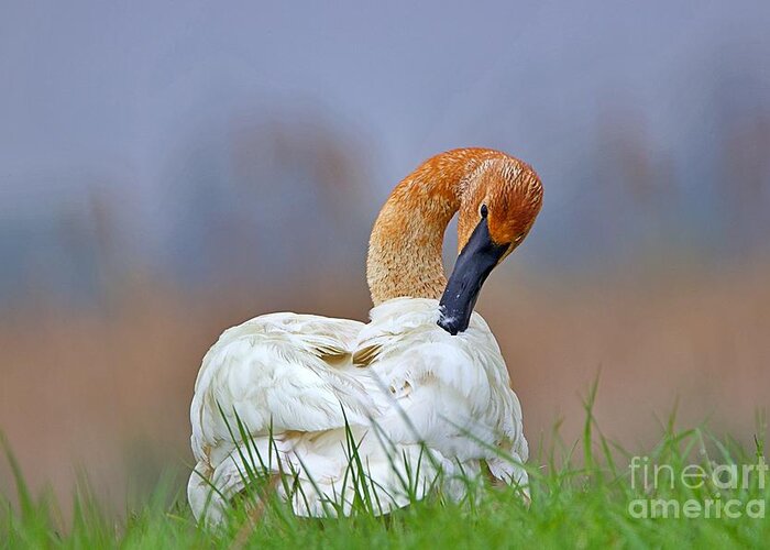 Rainbow Sky Greeting Card featuring the photograph Preening Swan by Yvonne M Smith