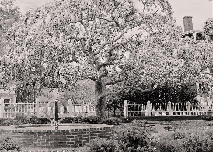 - Prescott Park Spring Tree 4 - Black And White - Portsmouth Nh Greeting Card featuring the photograph - Prescott Park Spring Tree 4 - black and white - Portsmouth NH by THERESA Nye