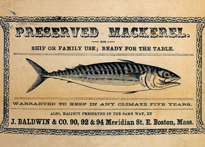 Preserved Mackeral Greeting Card featuring the mixed media Preserved Mackerel by Richard Reeve