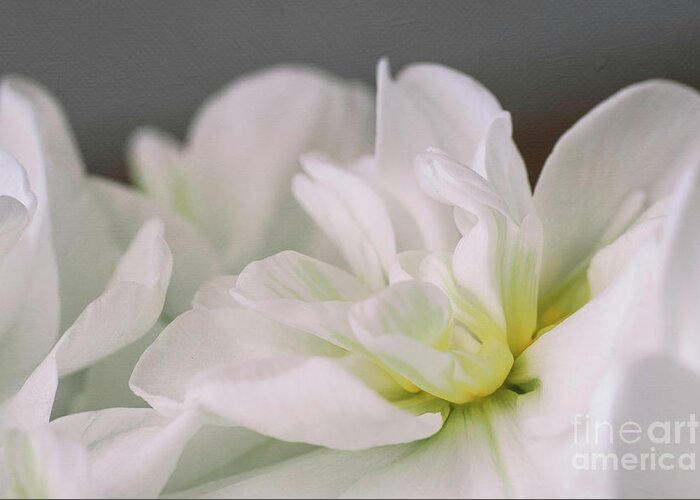 Daffodil Greeting Card featuring the photograph Prettiness by Amy Dundon