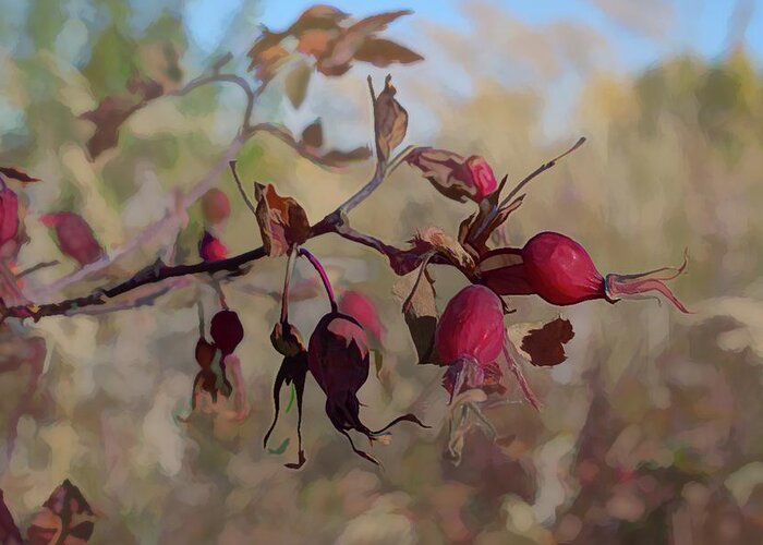  Greeting Card featuring the photograph Prickly Rose Hips by Cathy Mahnke