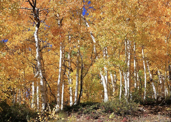 Ouray Greeting Card featuring the photograph Prolific Aspens by Donna Kennedy
