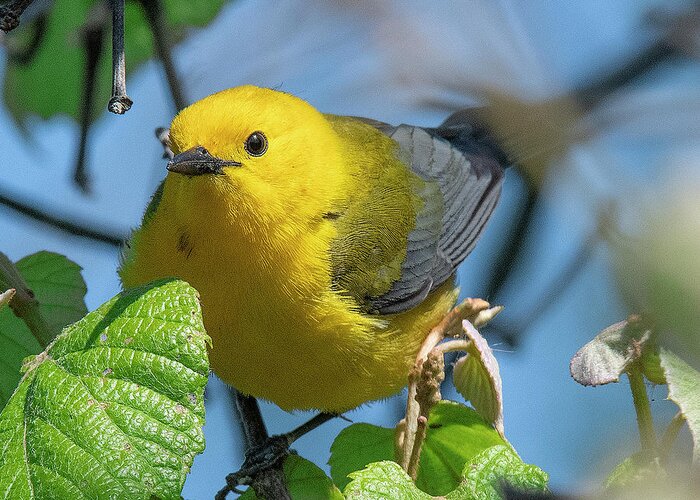 Nature Greeting Card featuring the photograph Prothonotary Warbler DSB0373 by Gerry Gantt