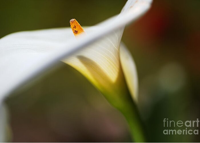 Zantedeschia Aethiopica Greeting Card featuring the photograph Proud Lily by Joy Watson