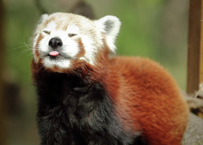 Red Panda Greeting Card featuring the photograph Psssstttt by Lens Art Photography By Larry Trager