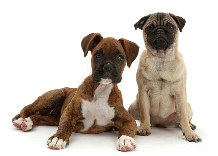Pug Greeting Card featuring the photograph Pug puppy sitting with Boxer puppy by Warren Photographic