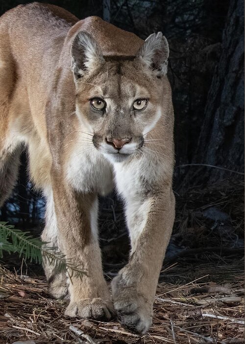 Puma Greeting Card featuring the photograph Puma Concolor by Randy Robbins