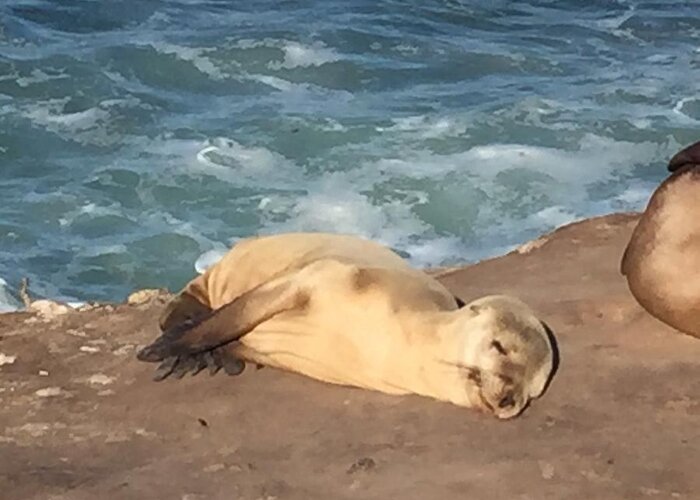 Seal Greeting Card featuring the photograph Pure Contentment by Lisa White