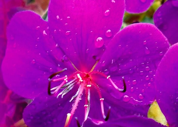 Purple Greeting Card featuring the photograph Purple After The Rain by VIVA Anderson
