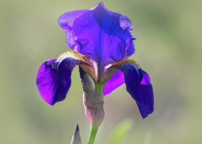 Purple Bearded Wild Iris Greeting Card featuring the photograph Purple Bearded Wild Iris by Debra Martz