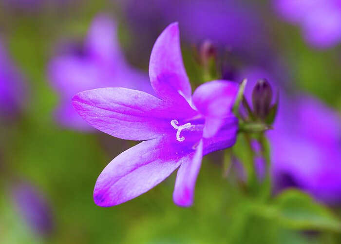 Purple Bellflower Greeting Card featuring the photograph Purple Bellflower by Tanya C Smith