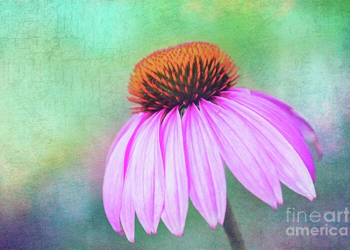 Purple Coneflower Echinacea Greeting Card featuring the photograph Purple Coneflower with a touch of Grunge by Anita Pollak