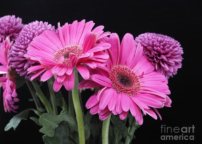 Flower Greeting Card featuring the photograph Purple Daisies on a Black Background by L Bosco