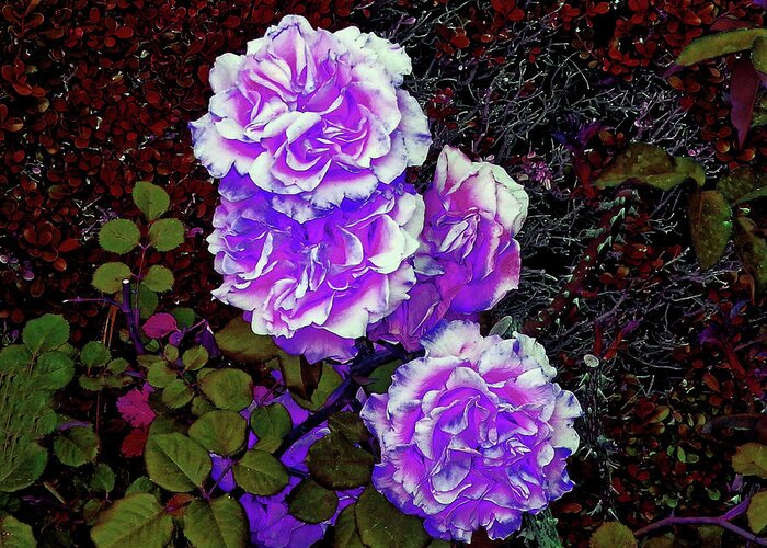 Flower Greeting Card featuring the photograph Purple Down Shot by Andrew Lawrence