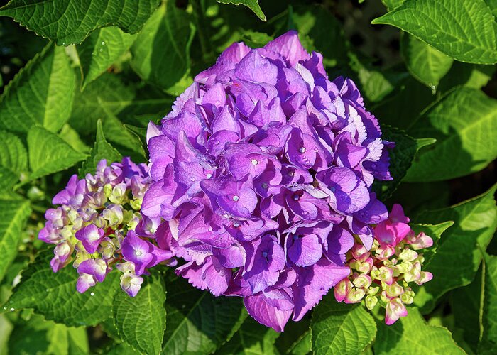 Purple Hydrangea Flower Greeting Card featuring the photograph Purple Hydrangea Flower by Sally Weigand