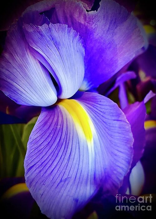 Art Greeting Card featuring the photograph Purple Iris Macro by Jeannie Rhode