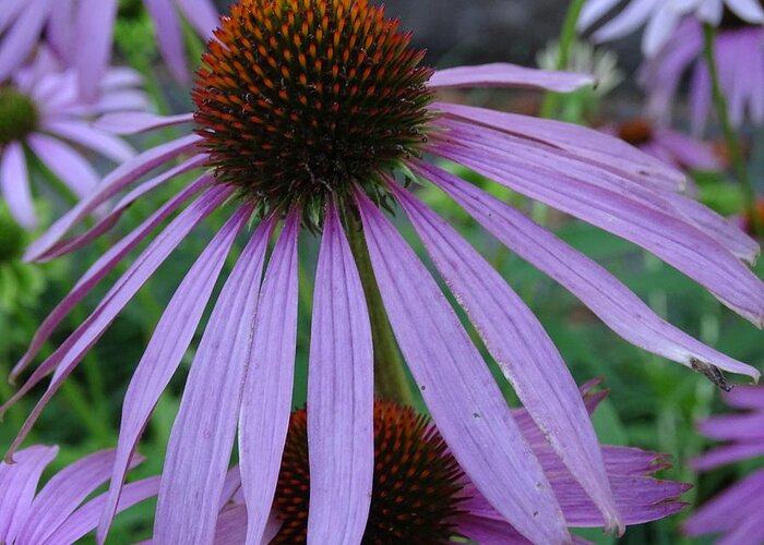 Purple Cone Flower Greeting Card featuring the photograph Purple by Mary Halpin