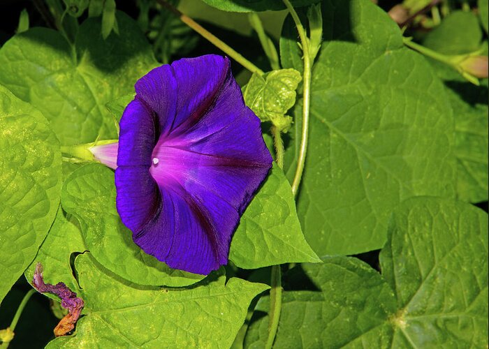 Purple Morning Glory Green Foliage Withered Bud 2 892020 0791 Greeting Card featuring the photograph Purple Morning Glory Green Foliage Withered Bud 2 892020 0791 by David Frederick