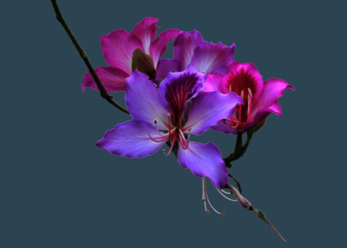 Orchid Greeting Card featuring the photograph Purple Orchids 2 by Shane Bechler