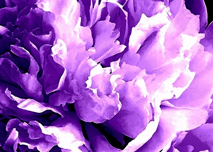 Peony Greeting Card featuring the photograph Purple Peony Party by VIVA Anderson