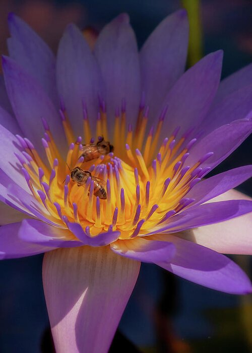 Purple Water Lilies Greeting Card featuring the photograph Purple Pollinators by Lisa Spencer