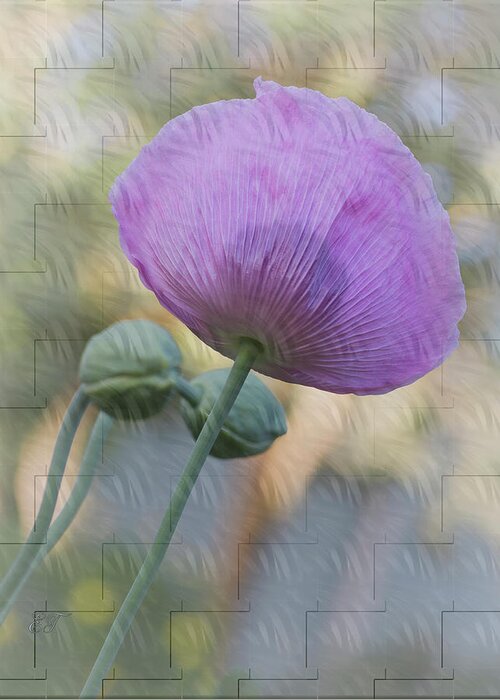 Flowers Greeting Card featuring the photograph Purple Poppy by Elaine Teague
