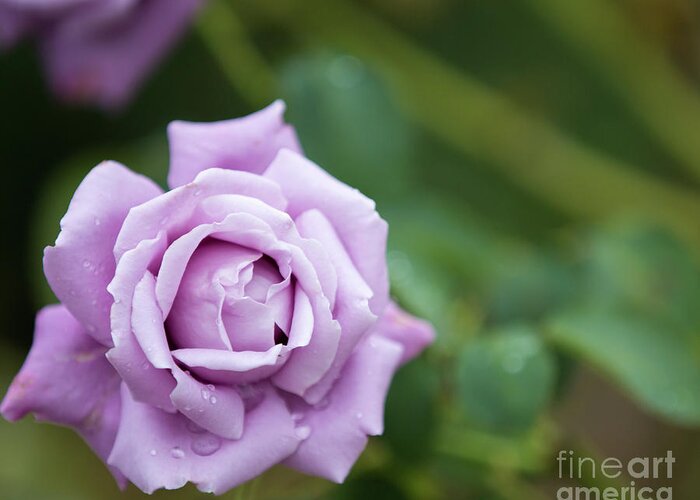 Rose Greeting Card featuring the photograph Purple rose by Agnes Caruso