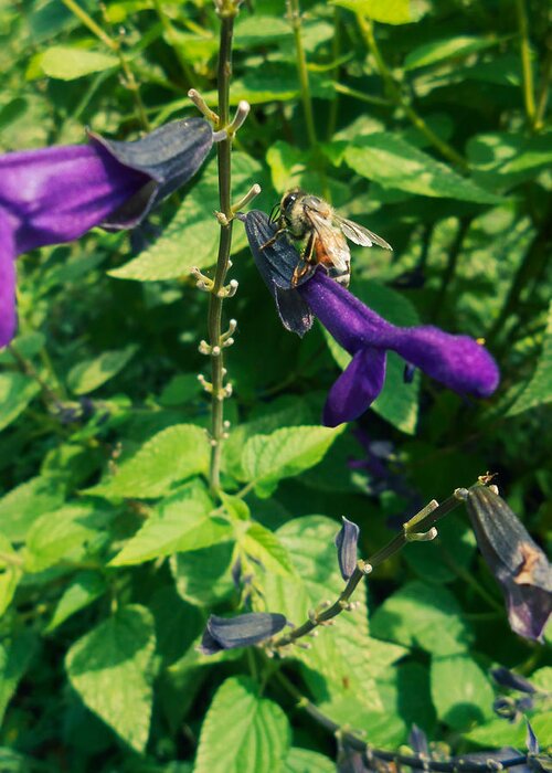 Purple Greeting Card featuring the photograph Purple Salvia Bee by W Craig Photography