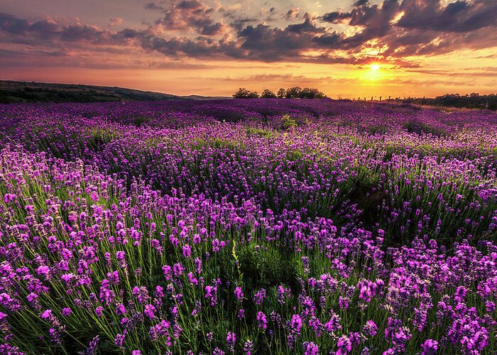 Bulgaria Greeting Card featuring the photograph Purple Sea by Evgeni Dinev
