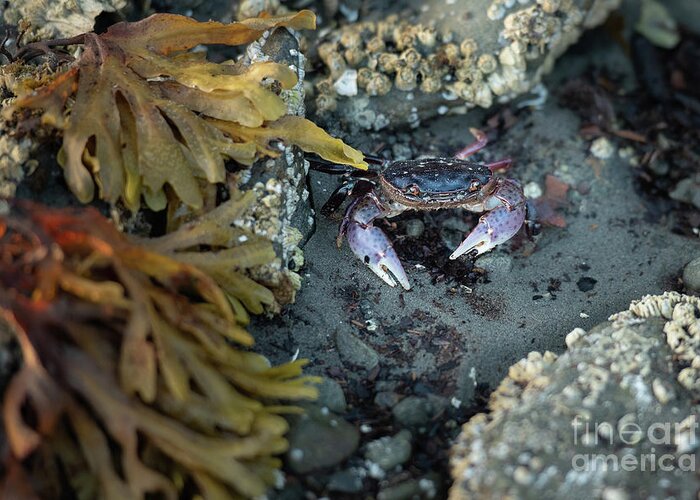 Alaska Greeting Card featuring the photograph Purple Shore Crab in Sitka by Nancy Gleason