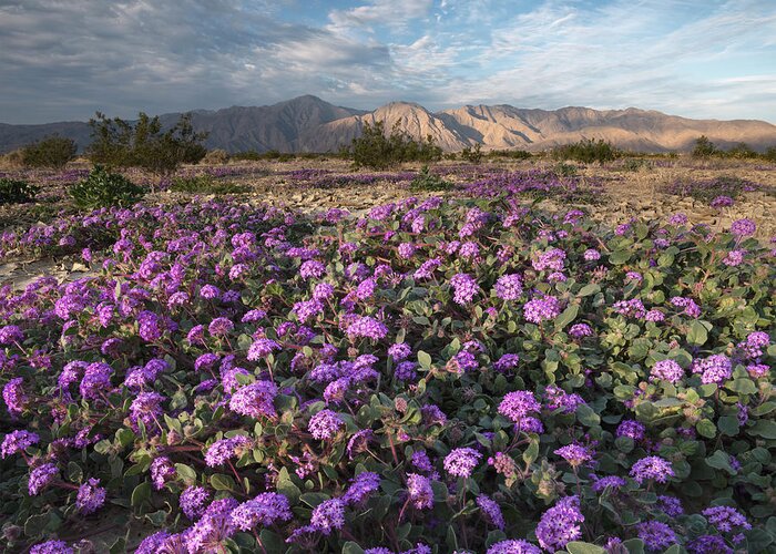 San Diego Greeting Card featuring the photograph Purple Verbena at Anza Borrego by William Dunigan
