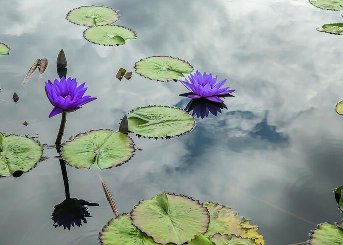 Lily Greeting Card featuring the photograph Purple Water Lilies and Pads by Cate Franklyn