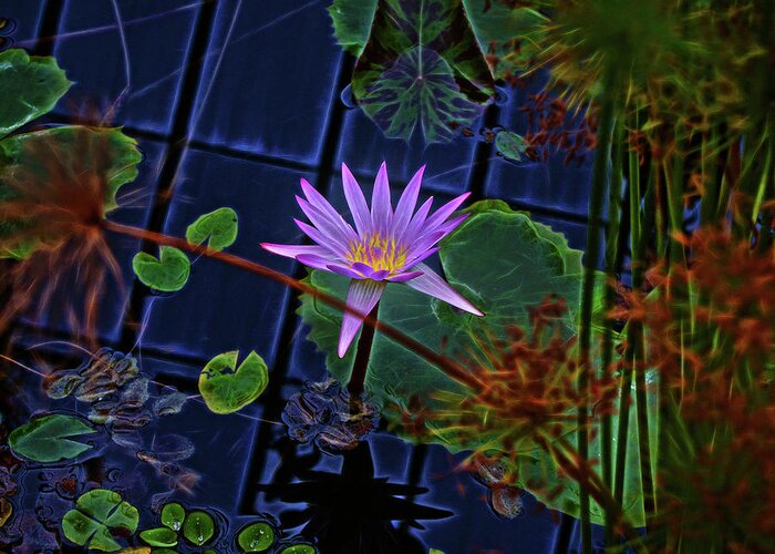Water Lily Greeting Card featuring the photograph Purple Water Lily by Cordia Murphy