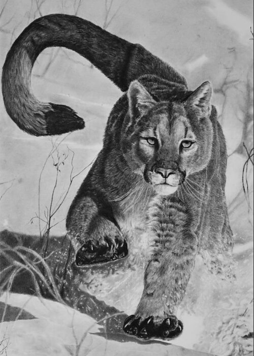 Mountain Lion Greeting Card featuring the drawing Pursuit by Greg Fox