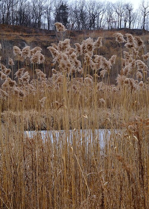 Nature Greeting Card featuring the photograph Quarry Whisps And Pond by Kreddible Trout