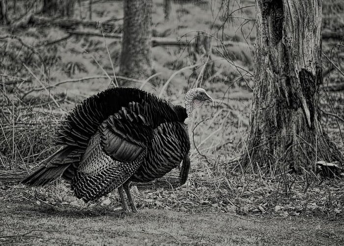 Wild Turkey Greeting Card featuring the photograph Quarter Strut Tom BW by Dale Kauzlaric