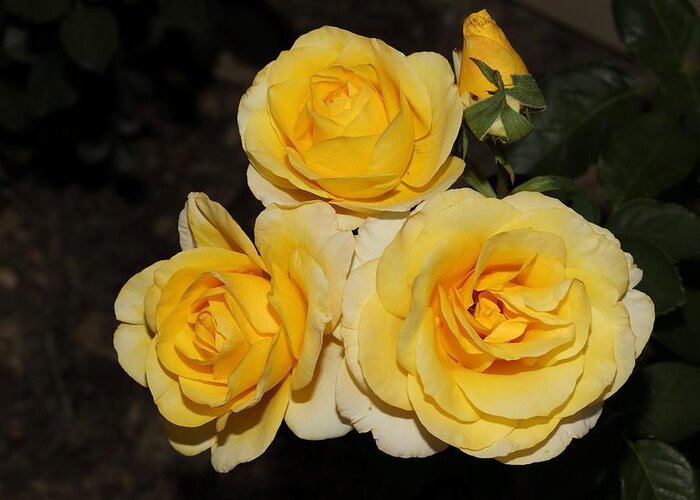 Roses Greeting Card featuring the photograph Quartet of Fragrant Yellow Roses by Mingming Jiang