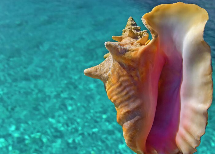 Conch Greeting Card featuring the photograph Queen Conch by Tanya G Burnett