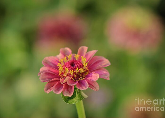 Queen Lime Red Zinnia Greeting Card featuring the photograph Queen Lime Red Zinnia by Tamara Becker